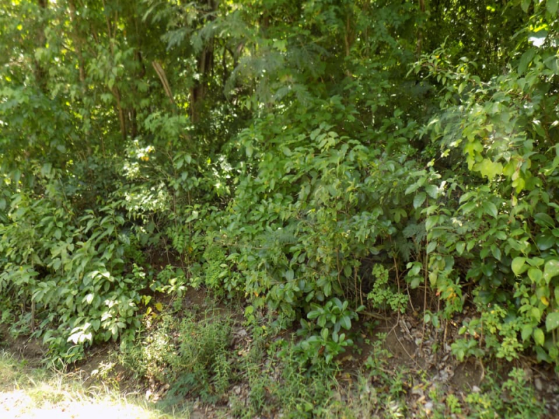June Street Land
