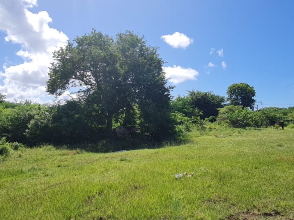 Belle Vue Land No. 123